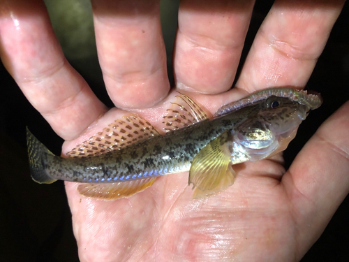 マハゼの釣果