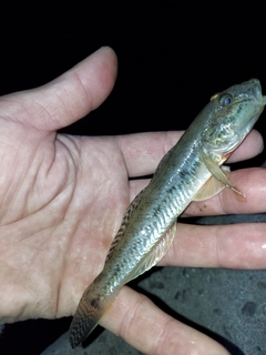 マハゼの釣果