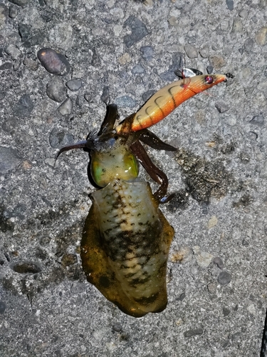 アオリイカの釣果