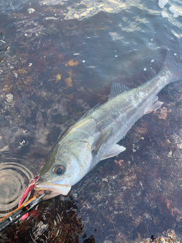 スズキの釣果