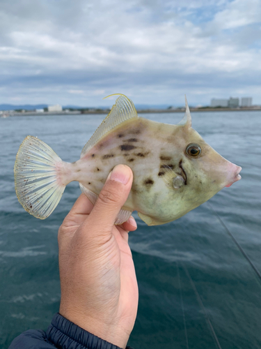 カワハギの釣果