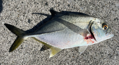 ロウニンアジの釣果