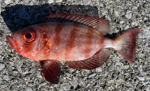 キントキダイの釣果