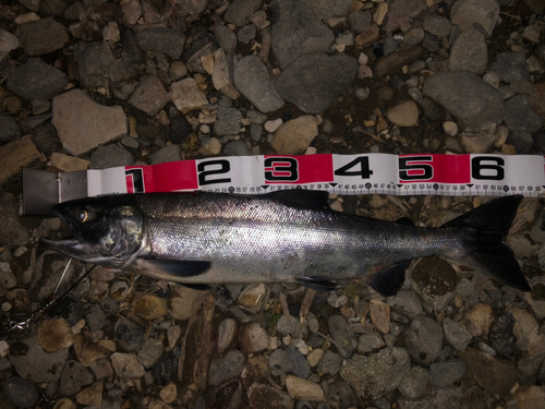 シロザケの釣果