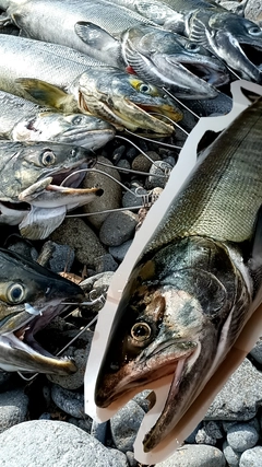 アキアジの釣果