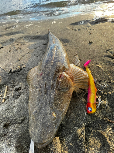 マゴチの釣果