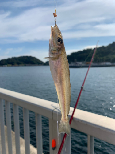 キスの釣果