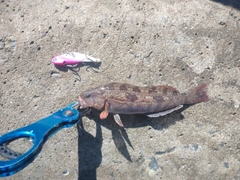 アイナメの釣果