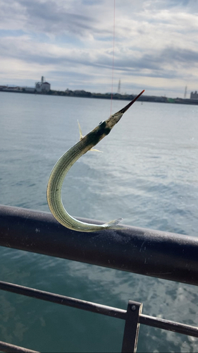 サヨリの釣果