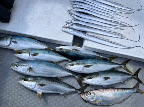 メジロの釣果