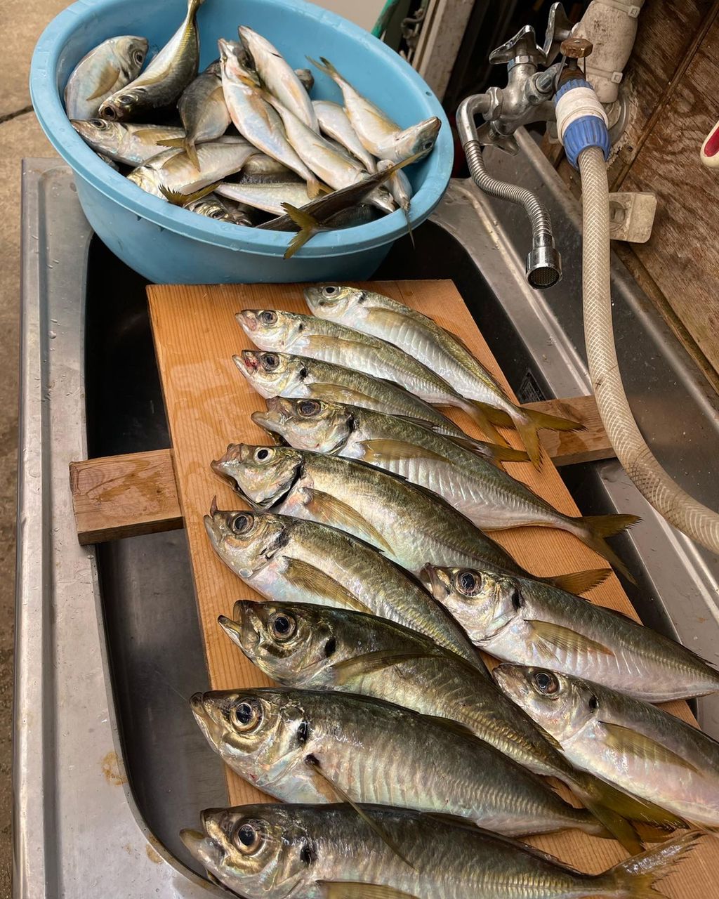 檄RYUさんの釣果 2枚目の画像