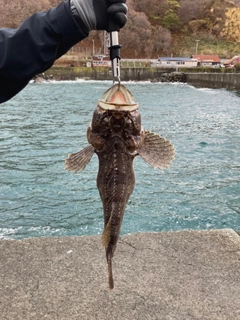 カジカの釣果