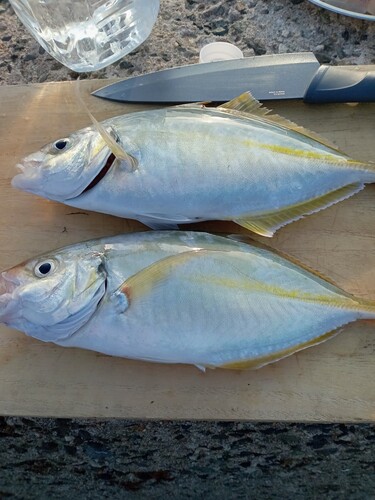 シマアジの釣果