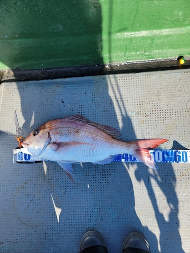 マダイの釣果