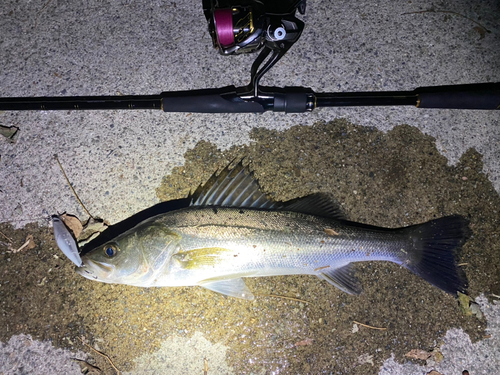 シーバスの釣果