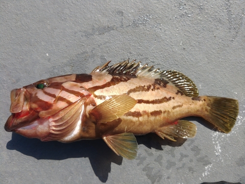 ホウキハタの釣果