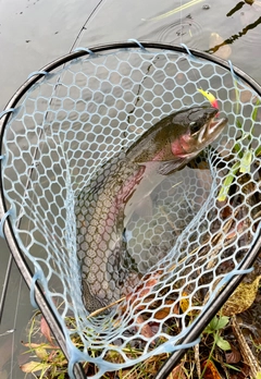 ニジマスの釣果