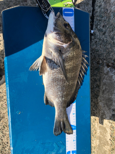 チヌの釣果