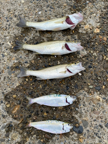 シーバスの釣果