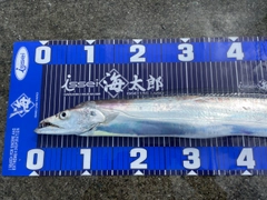 タチウオの釣果