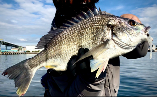 キビレの釣果