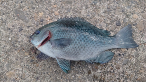 メジナの釣果