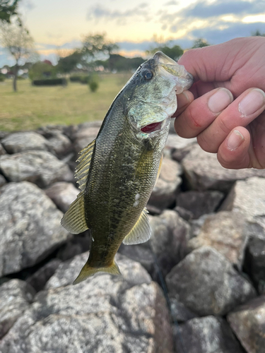 ブラックバスの釣果