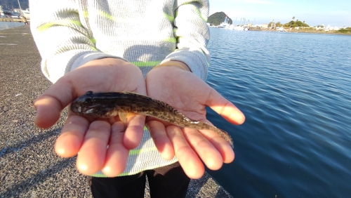 アナハゼの釣果