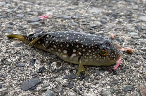 クサフグの釣果