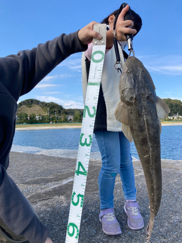 マゴチの釣果