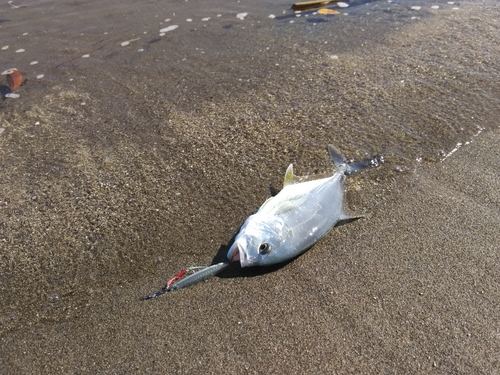 メッキの釣果