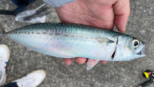 マサバの釣果