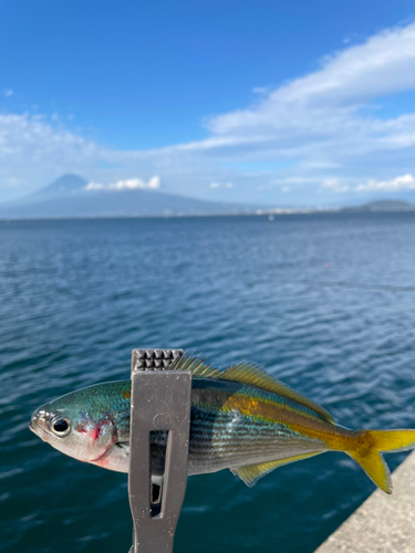 タカベの釣果