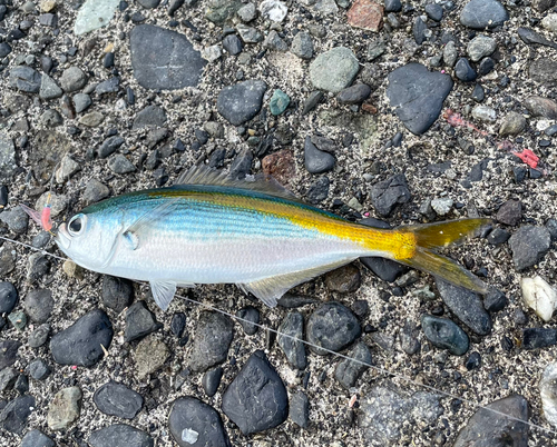 タカベの釣果