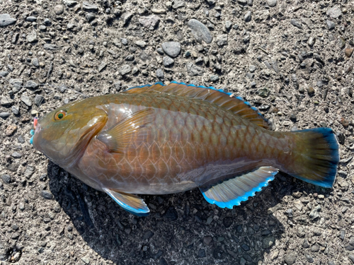 アオブダイの釣果