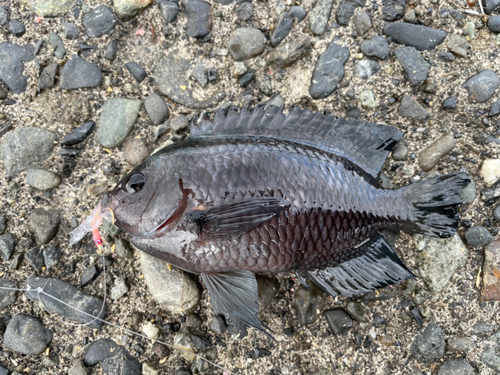 スズメダイの釣果