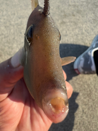 カワハギの釣果