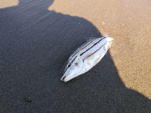 シマイサキの釣果