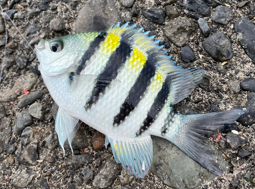 オヤビッチャの釣果