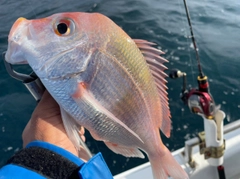 レンコダイの釣果