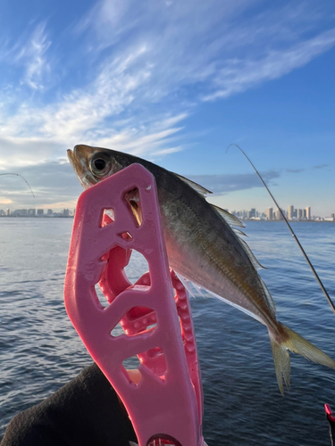 マアジの釣果