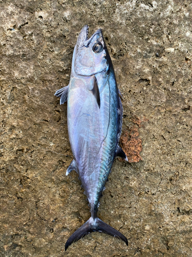 イソマグロの釣果