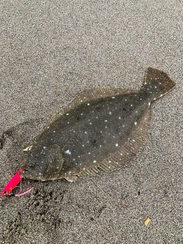 ソゲの釣果