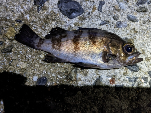 シロメバルの釣果