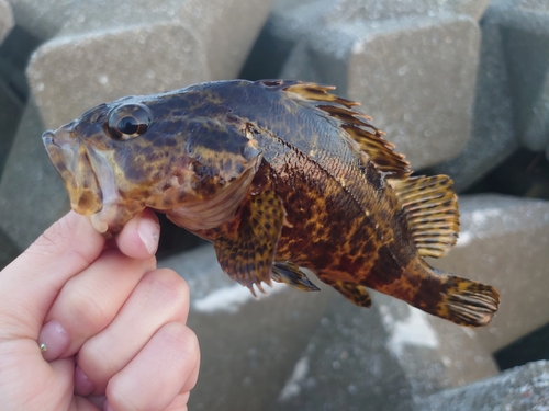 タケノコメバルの釣果