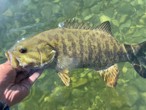 スモールマウスバスの釣果