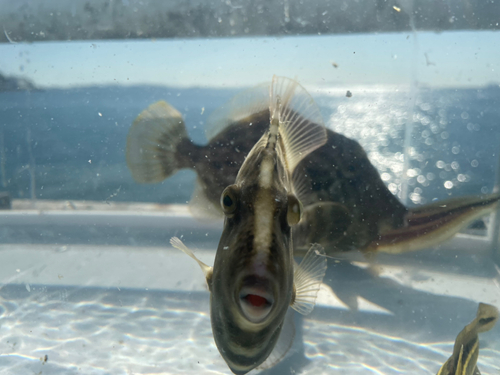 カワハギの釣果