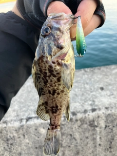 クロソイの釣果