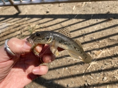 マハゼの釣果