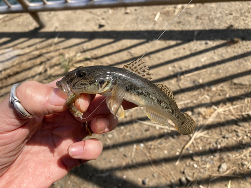 マハゼの釣果